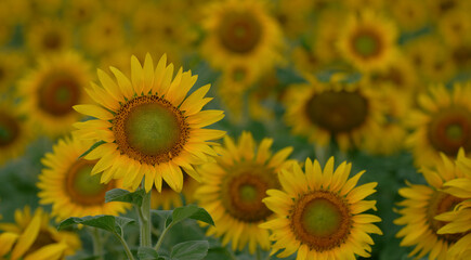 Fototapeta premium Sonnenblume - Helianthus annuus