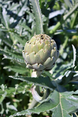 Close-up artichoke detail in the middle of an artichoke crop field. Vegetable agriculture