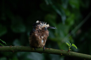 Jeune martin-pêcheur (Alcedo atthis) 3
