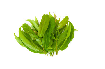Cratoxylum formosum leaves isolated on white background.