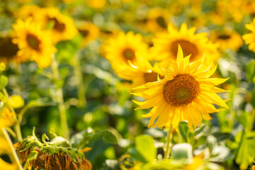 Field of blooming sunflowers in summertime in Czech republic