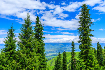 Green tree and mountain in nalati grassland,Xinjiang,China.