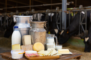 Fresh milk in glass carafe and cans, bowl with soft cottage cheese and various hard cheeses on...