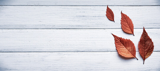 Red autumn leaves on a white wooden background. Flat lay, place for text, banner.