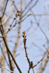 Narrow-leaved ash