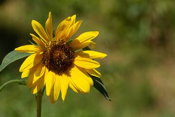 Detalle macro de girasol with green background.