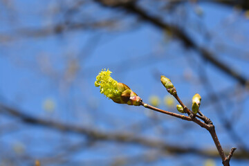 Norway maple