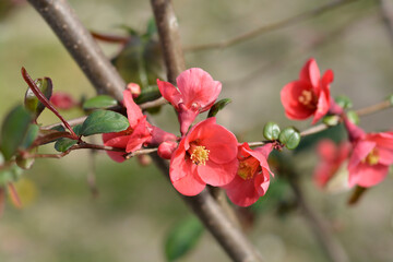 Fototapeta na wymiar Japanese Flowering Quince