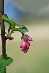 Flowering currant