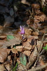 Dogs tooth violet