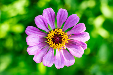 Fototapeta premium Beautiful flower close-up in a summer garden.