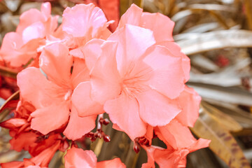 Blooming pink oleander flowers
