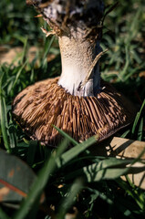 mushrooms in the forest