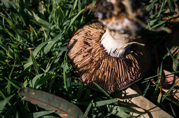 Mushroom in the forest
