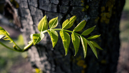 leaves on a tree