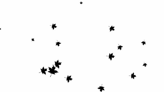 Animated background with black autumn leaves. Motion autumn leaf fall. It is falling. Vector flat illustration isolated on the white background.