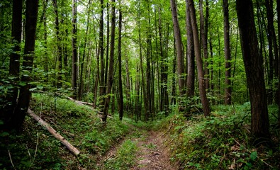footpath in the forest
