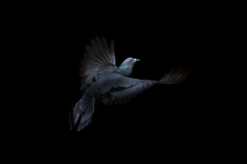 Close-up Rock Pigeons Flying in The Air Isolated on Black Background - Picture Concept 