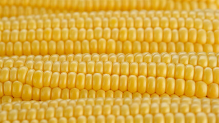 sweet corn cobs macro shot