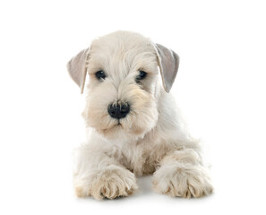 puppy miniature schnauzer in studio