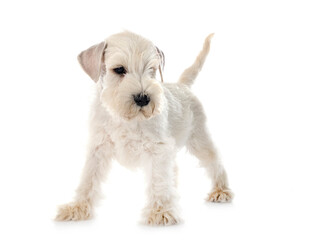 puppy miniature schnauzer in studio