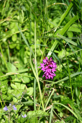 Flower in the meadow