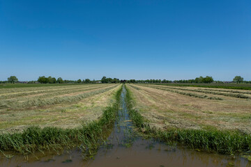 Fototapeta na wymiar Dutch meadow panoramic landscape with traditional water canals. Pastures of green juicy grass. Netherlands.