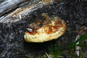 Mushroom on the trunk of a fallen tree.