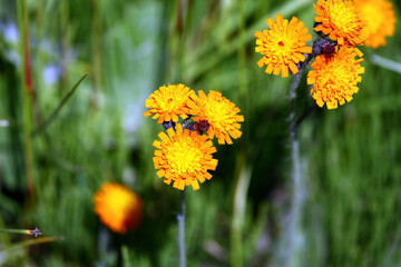 Wild flowers