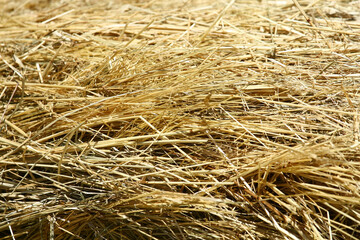 Dry hay for horses 