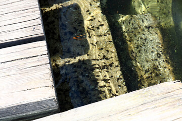 Tanpole in the water Strbske pleso in the High Tatras, Slovakia.