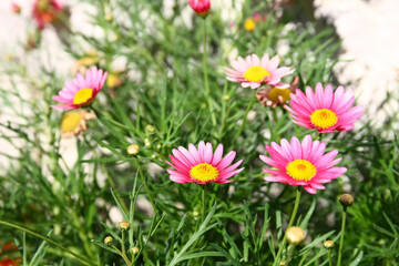 Fototapeta premium Flowers