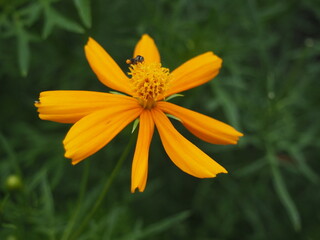 Cosmos Yellow flower or Cosmos Sulphureus is a flowering plant that comes from Mexico and belongs to the Cosmos family. This plant is also a natural habitat for the insect Anagrus nilaparvatae.