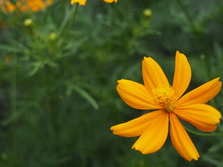 Cosmos Yellow flower or Cosmos Sulphureus is a flowering plant that comes from Mexico and belongs to the Cosmos family. This plant is also a natural habitat for the insect Anagrus nilaparvatae.