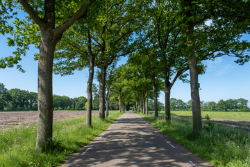 Fototapeta na wymiar A small road between trees in a typical dutch landscape on a bright sunny day