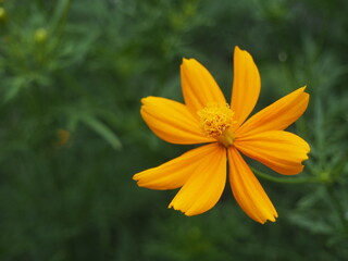 Cosmos Yellow flower or Cosmos Sulphureus is a flowering plant that comes from Mexico and belongs to the Cosmos family. This plant is also a natural habitat for the insect Anagrus nilaparvatae.