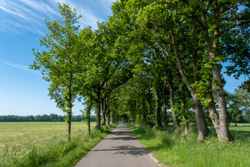 Fototapeta na wymiar A small road between trees in a typical dutch landscape on a bright sunny day