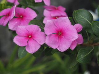 Periwinkle or Vinca minor is often spotted creeping down steep hillsides and banks, offering a green and growing effect in areas which might otherwise be bare