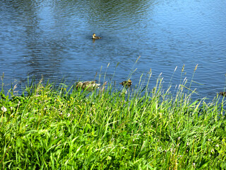 picturesque country pond in summer with swimming ducks