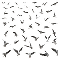 A large set of 55 gulls in various poses isolated on a white background