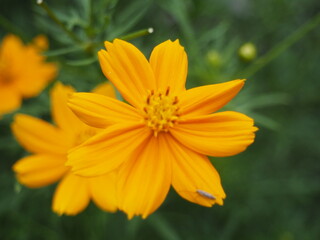 Cosmos Yellow flower or Cosmos Sulphureus is a flowering plant that comes from Mexico and belongs to the Cosmos family. This plant is also a natural habitat for the insect Anagrus nilaparvatae.