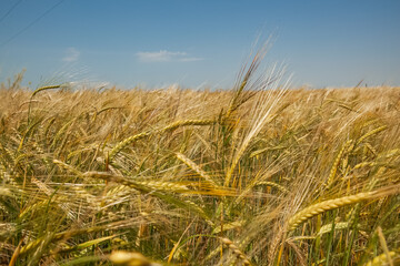 Obraz premium Yellow field of ripe seams of wheat under blue summer sky