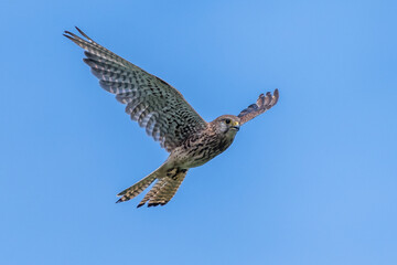 Kestrel hawk prey bird falco wild