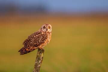 Short eared owl perched on wooden fence post at sunset