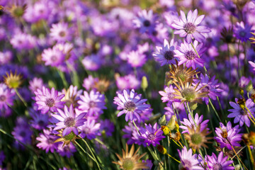 Dried flowers annual Immortelle beautiful wildflowers. Warm summer evening with a bright meadow at sunset. Beautiful natural landscape with sunbeams.