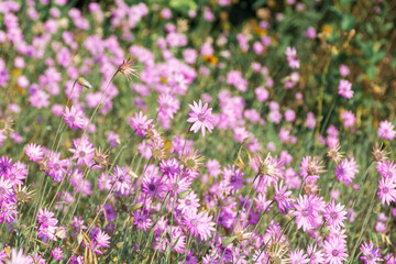 Dried flowers annual Immortelle beautiful wildflowers. Warm summer evening with a bright meadow at...