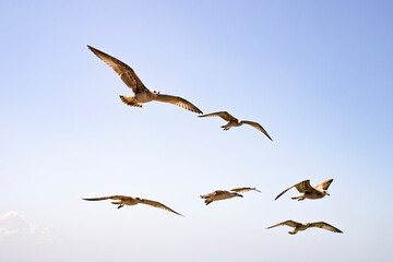 Seagulls soaring in the clear sky on a sunny summer day .