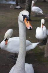  white swan with long neck in the pond
