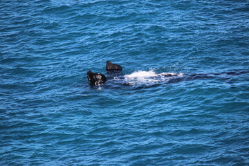 Fototapeta premium Whale Fin