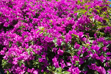 Obraz premium Bougainvillea or buganvilla, bugambilia, bouganvilla, pokok bunga kertas, bougenville, Napoleon, jahanamiya, veranera